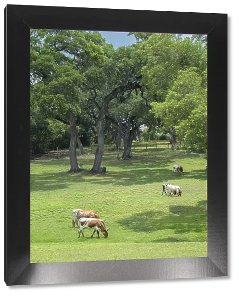 Texas Longhorn steer in pasture, Round Top, Texas, USA