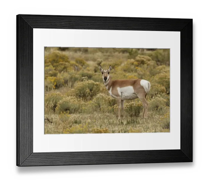 Framed Print : Pronghorn Antelope (Antilocapra americana) in meadow, Yellowstone National Park (Montana, Wyoming), USA Framed Print : Pronghorn Antelope (Antilocapra americana) in meadow, Yellowstone National Park (Montana, Wyoming), USA