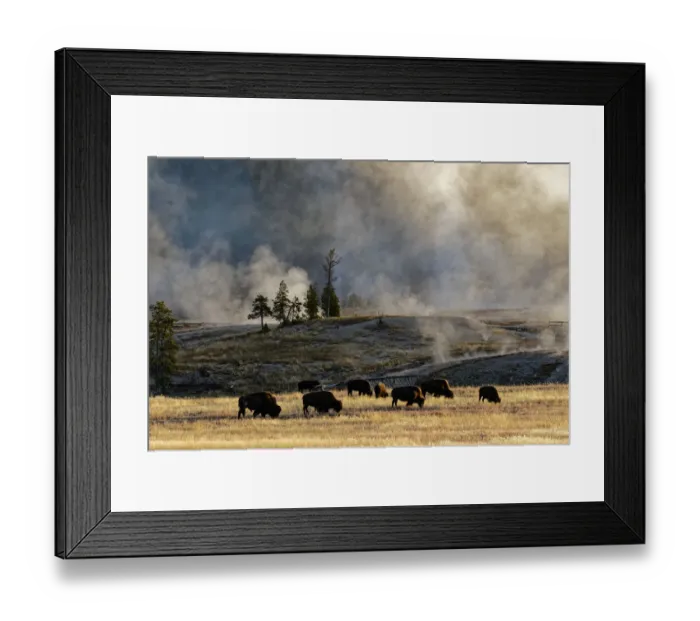 Framed Print : Herd of Bison (Bovinae) near Old Faithful Geyser, Upper Geyser Basin, Yellowstone National Park, Montana, Wyoming, USA Framed Print : Herd of Bison (Bovinae) near Old Faithful Geyser, Upper Geyser Basin, Yellowstone National Park, Montana, Wyoming, USA