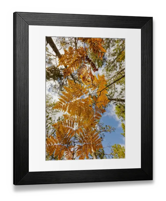 Framed Print : Upward view through ferns in pine forest, Upper Peninsula of Michigan, USA Framed Print : Upward view through ferns in pine forest, Upper Peninsula of Michigan, USA