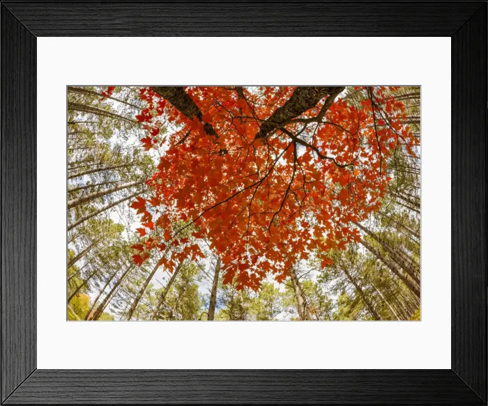 Framed Print : Skyward view of maple tree in pine forest, Upper Peninsula of Michigan, USA Framed Print : Skyward view of maple tree in pine forest, Upper Peninsula of Michigan, USA