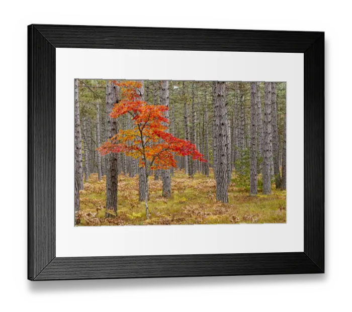 Framed Print : Maple Tree with autumn colors in pine forest, Upper Peninsula of Michigan, USA
