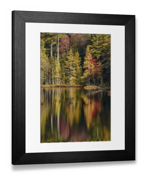 Framed Print : Fall colors along shoreline of Irwin Lake, Hiawatha National Forest, Upper Peninsula of Michigan, USA Framed Print : Fall colors along shoreline of Irwin Lake, Hiawatha National Forest, Upper Peninsula of Michigan, USA