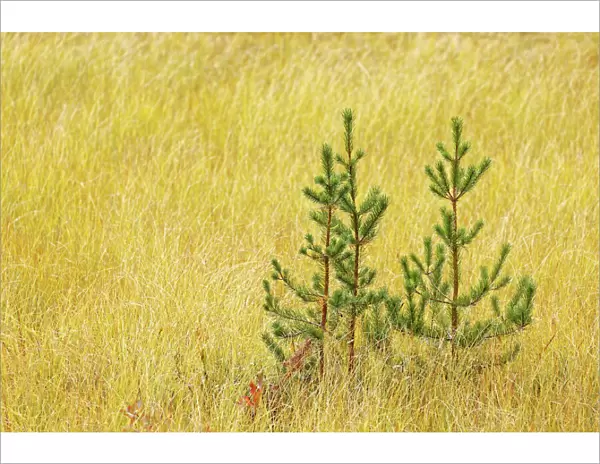 Grasses and small conifer trees, Upper Peninsula of Michigan, USA