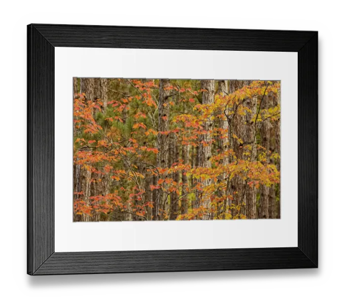 Framed Print : Maple trees in fall colors, Hiawatha National Forest, Upper Peninsula of Michigan, USA Framed Print : Maple trees in fall colors, Hiawatha National Forest, Upper Peninsula of Michigan, USA