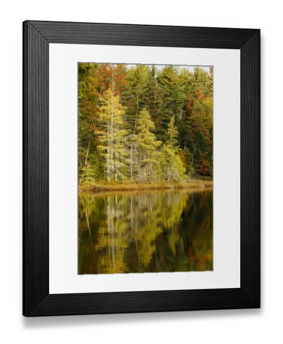 Framed Print : Shoreline of Red Jack Lake at sunrise, Hiawatha National Forest, Upper Peninsula of Michigan, USA