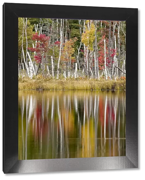Birch trees and autumn colors reflected on Red Jack Lake, Hiawatha National Forest, Upper Peninsula of Michigan, USA