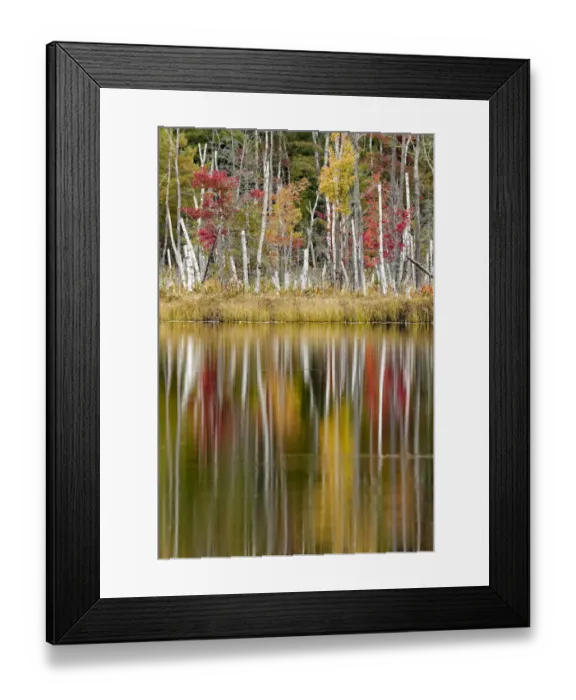 Framed Print : Birch trees and autumn colors reflected on Red Jack Lake, Hiawatha National Forest, Upper Peninsula of Michigan, USA Framed Print : Birch trees and autumn colors reflected on Red Jack Lake, Hiawatha National Forest, Upper Peninsula of Michigan, USA