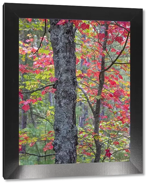 Maple (Acer) tree in autumn forest, Hiawatha National Forest, Upper Peninsula, Michigan, USA