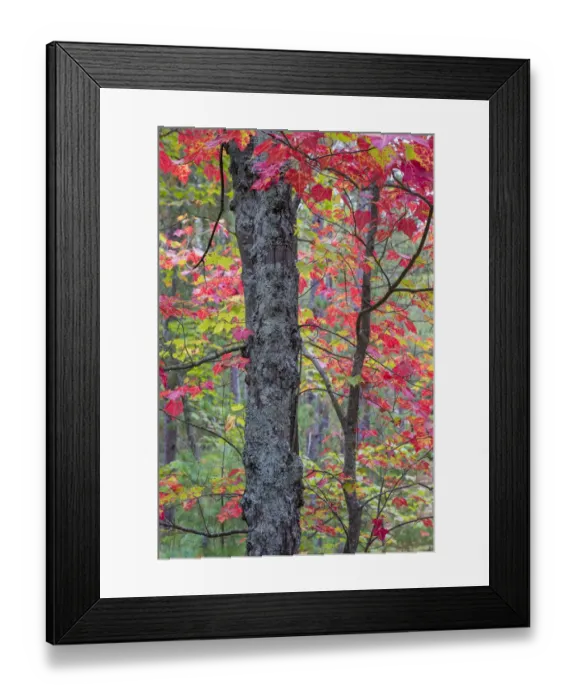 Framed Print : Maple (Acer) tree in autumn forest, Hiawatha National Forest, Upper Peninsula, Michigan, USA Framed Print : Maple (Acer) tree in autumn forest, Hiawatha National Forest, Upper Peninsula, Michigan, USA
