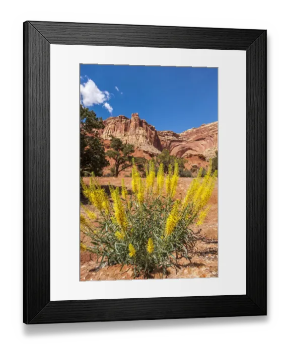 Framed Print : Princes plume (Stanleya pinnata) wild flowers, Capitol Reef National Park, Utah, USA Framed Print : Princes plume (Stanleya pinnata) wild flowers, Capitol Reef National Park, Utah, USA