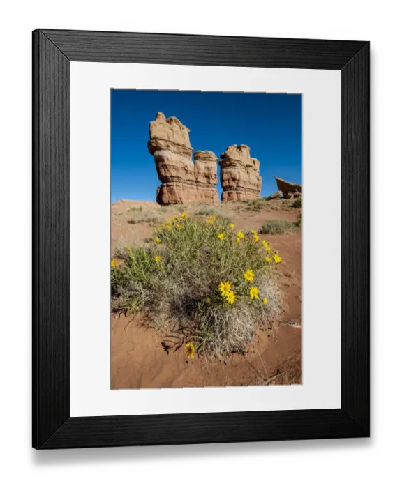 Framed Print : Rough mules ears (Wyethia scabra) wild flowers, Capitol Reef National Park, Utah, USA Framed Print : Rough mules ears (Wyethia scabra) wild flowers, Capitol Reef National Park, Utah, USA