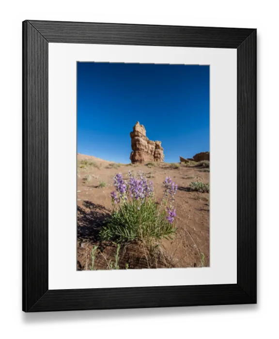 Framed Print : Purple wild flowers, Capitol Reef National Park, Utah, USA
