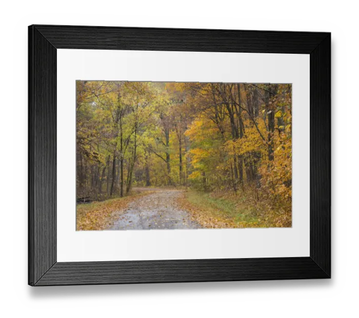 Framed Print : Road with autumn trees, Stephen A. Forbes State Park, Marion County, Illinois, USA Framed Print : Road with autumn trees, Stephen A. Forbes State Park, Marion County, Illinois, USA