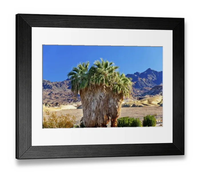 Framed Print : Palm Tree (Arecaceae) growing in Canyon Desert, Death Valley National Park, California, USA