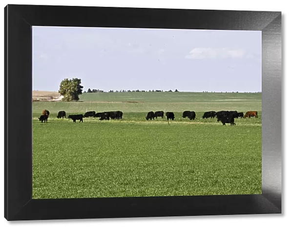 Cattle grazing in grassland, Nebraska Panhandle, Nebraska, USA