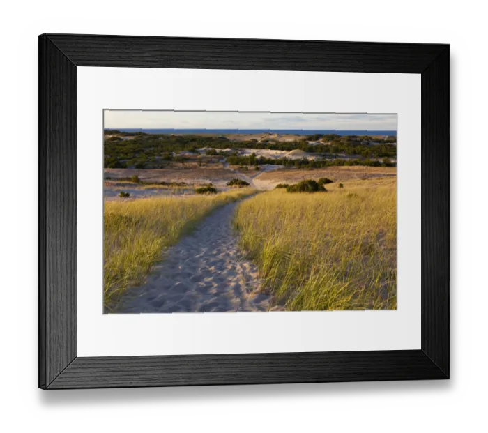 Framed Print : Path through Provinceland Dunes, Provincetown, Cape Cod National Seashore, Massachusetts, USA