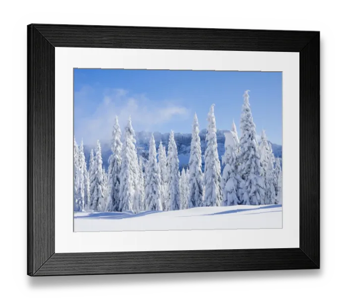 Framed Print : Snow covering fir trees, Mount Baker Snoqualmie National Forest, Washington State, USA Framed Print : Snow covering fir trees, Mount Baker Snoqualmie National Forest, Washington State, USA