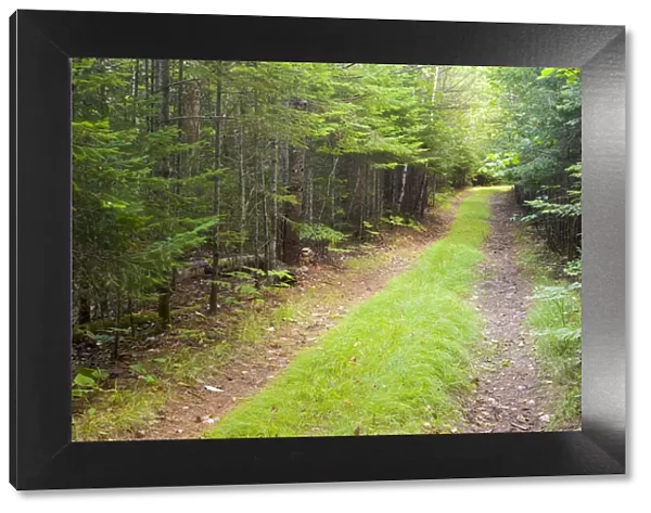 Northern forest, International Appalachian Trail, Baxter State Park, Maine, USA