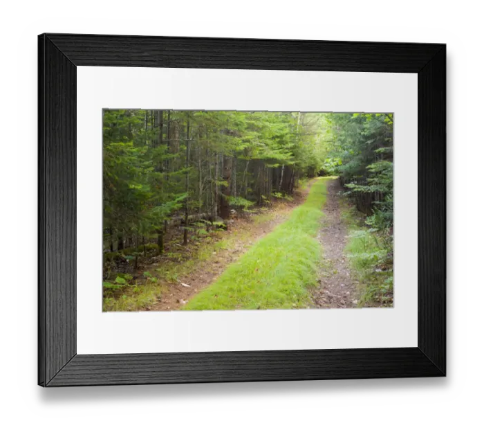Framed Print : Northern forest, International Appalachian Trail, Baxter State Park, Maine, USA