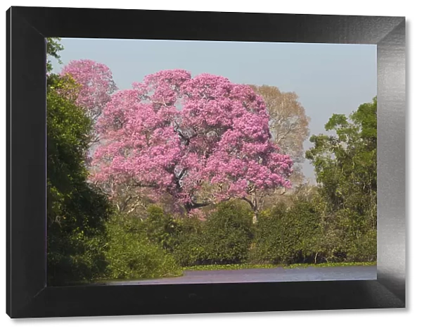Pink Ipe tree (Handroanthus impetiginosus) by Pixiam River in Pantanal, Mato Grosso, Brazil