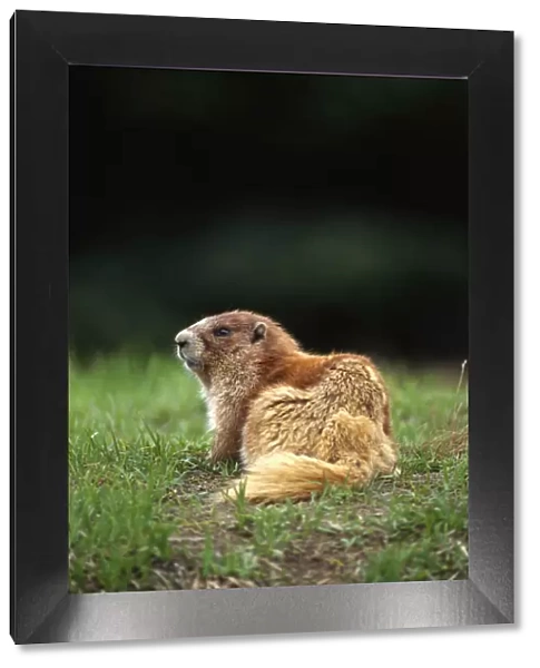 Olympic marmot (Marmota olympus) in meadow, Olympic Mountains, Olympic National Park, Washington State, USA