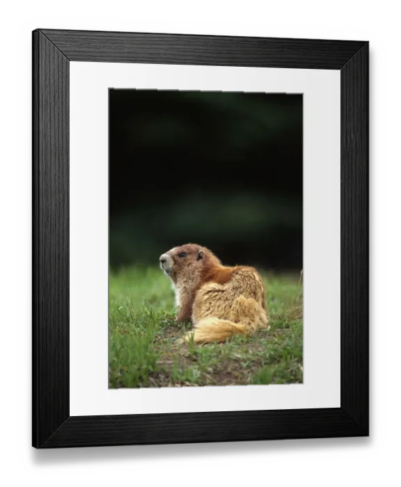 Framed Print : Olympic marmot (Marmota olympus) in meadow, Olympic Mountains, Olympic National Park, Washington State, USA Framed Print : Olympic marmot (Marmota olympus) in meadow, Olympic Mountains, Olympic National Park, Washington State, USA