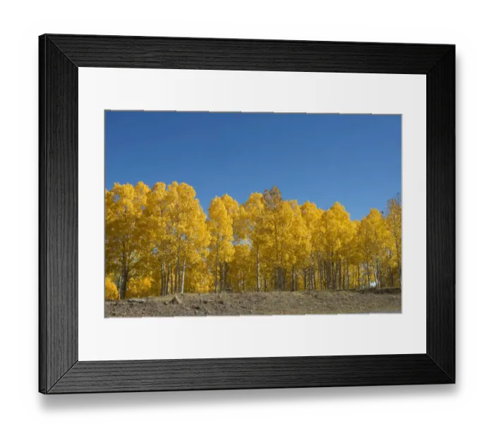 Framed Print : Aspen trees, Boulder Mountain Painted with Fall Colour, Utah, USA Framed Print : Aspen trees, Boulder Mountain Painted with Fall Colour, Utah, USA
