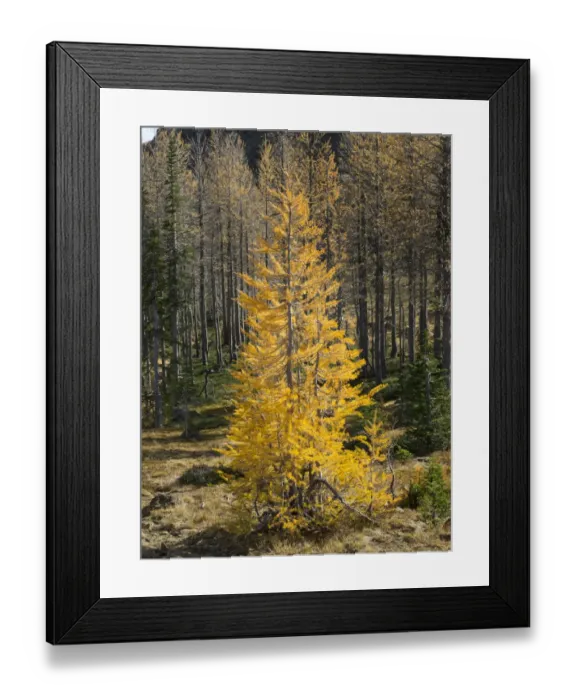 Framed Print : Golden larch trees, Alpine Lakes Wilderness, Washington State, USA Framed Print : Golden larch trees, Alpine Lakes Wilderness, Washington State, USA