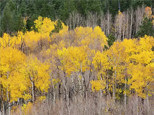 Aspen (Populus tremuloides) forest along Highway 12, Dixie National Forest, Utah, USA