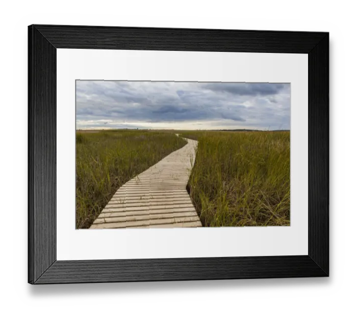 Framed Print : Boardwalk through tidal marsh at Massachusetts Audubons Wellfleet Bay Wildlife Sanctuary, Wellfleet, Cape Cod National Seashore, Massachusetts, USA Framed Print : Boardwalk through tidal marsh at Massachusetts Audubons Wellfleet Bay Wildlife Sanctuary, Wellfleet, Cape Cod National Seashore, Massachusetts, USA