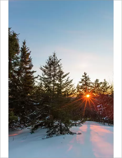 Sun shining through spruce trees on Hanson Top, Green Mountain, Effingham, New Hampshire, USA