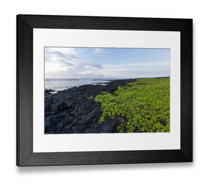 Framed Print : Green vine growing on lava rock shoreline, Hawaii, USA Framed Print : Green vine growing on lava rock shoreline, Hawaii, USA
