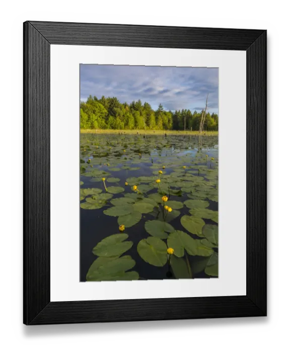 Framed Print : Yellow pond lilies (Nuphar lutea) in pond, Epping, New Hampshire, USA Framed Print : Yellow pond lilies (Nuphar lutea) in pond, Epping, New Hampshire, USA