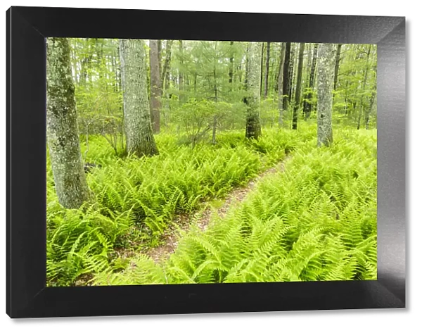 Path through ferns in forest at Striar Conservancy, Halifax, Massachusetts, USA