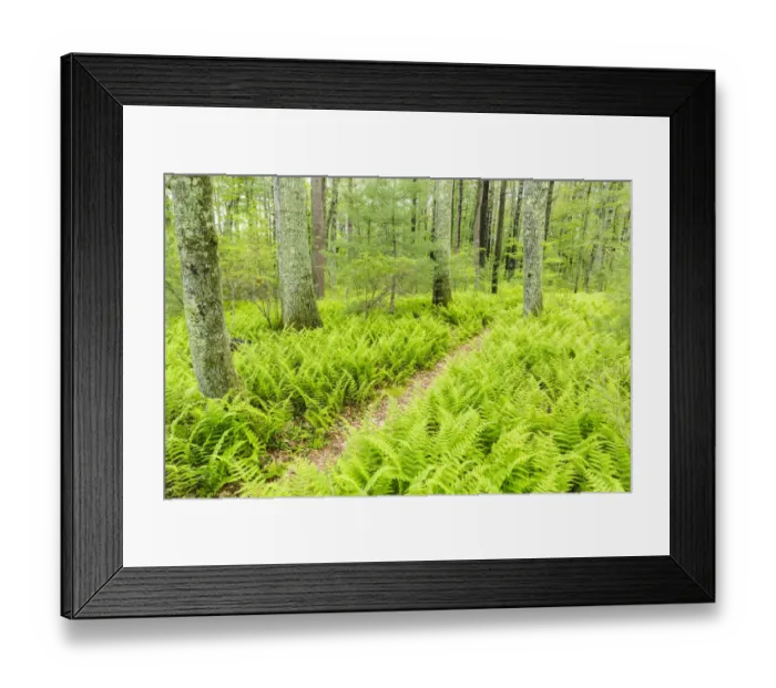 Framed Print : Path through ferns in forest at Striar Conservancy, Halifax, Massachusetts, USA Framed Print : Path through ferns in forest at Striar Conservancy, Halifax, Massachusetts, USA