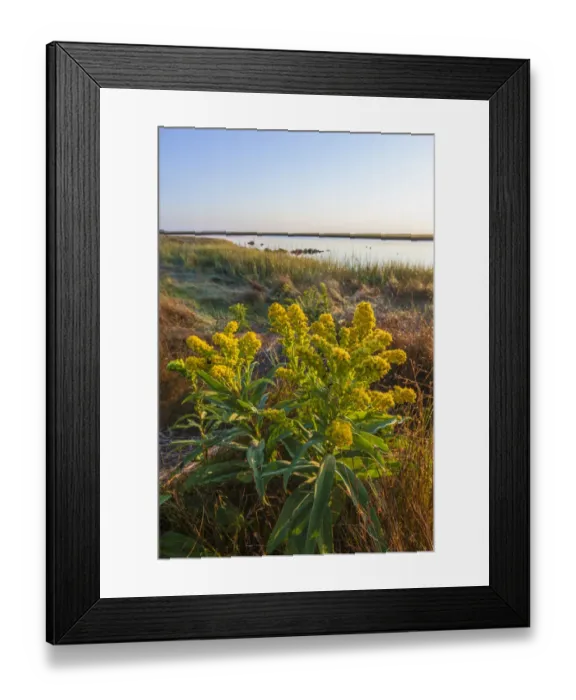 Framed Print : Goldenrod (Solidago) next to salt marsh at Fort Hill, Eastham, Cape Cod National Seashore, Massachusetts, USA