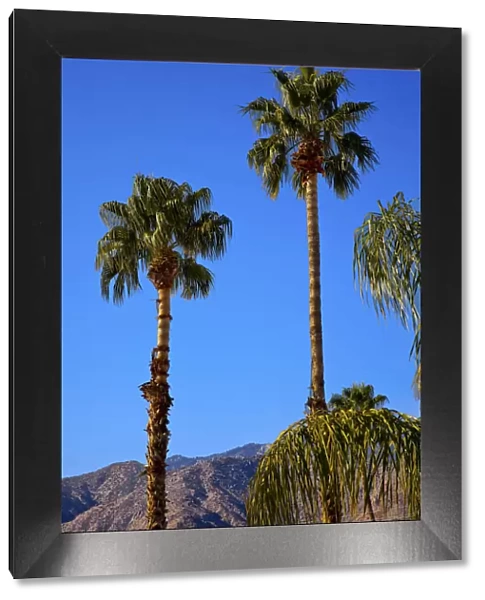 Low angle view of fan palm trees (Washingtonia Filifera), Palm Springs, California, USA