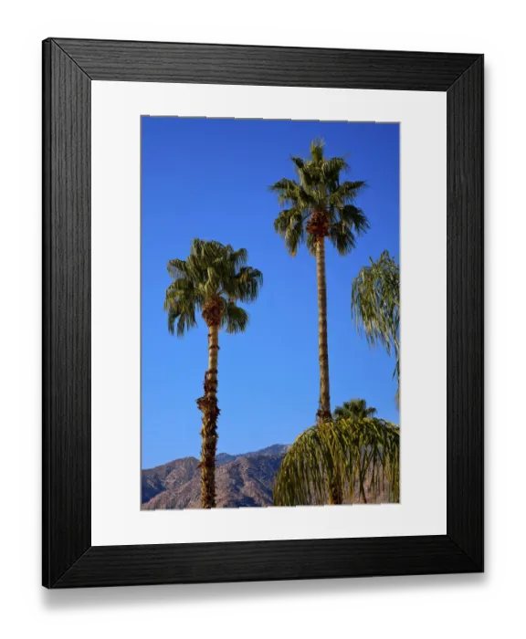 Framed Print : Low angle view of fan palm trees (Washingtonia Filifera), Palm Springs, California, USA Framed Print : Low angle view of fan palm trees (Washingtonia Filifera), Palm Springs, California, USA