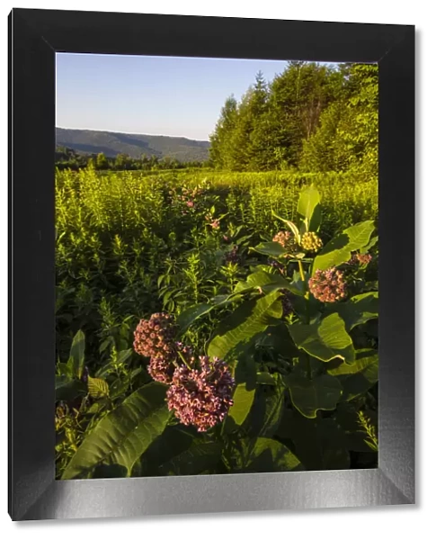 Milkweed blooms in field on edge of Green Mountains in Duxbury, Vermont, USA