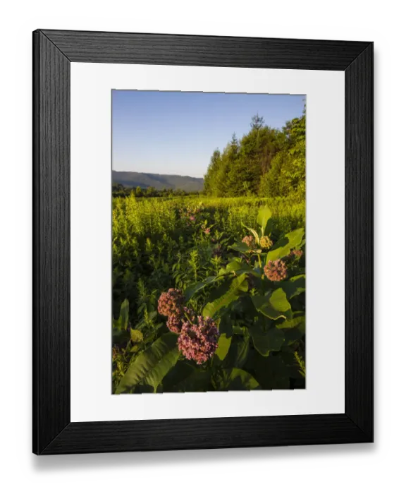 Framed Print : Milkweed blooms in field on edge of Green Mountains in Duxbury, Vermont, USA Framed Print : Milkweed blooms in field on edge of Green Mountains in Duxbury, Vermont, USA