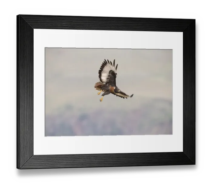 Framed Print : Jackal Buzzard (Buteo rufofuscus) in flight at Giants Castle, Drakensberg Mountains, Kwazulu-Natal, South Africa Framed Print : Jackal Buzzard (Buteo rufofuscus) in flight at Giants Castle, Drakensberg Mountains, Kwazulu-Natal, South Africa