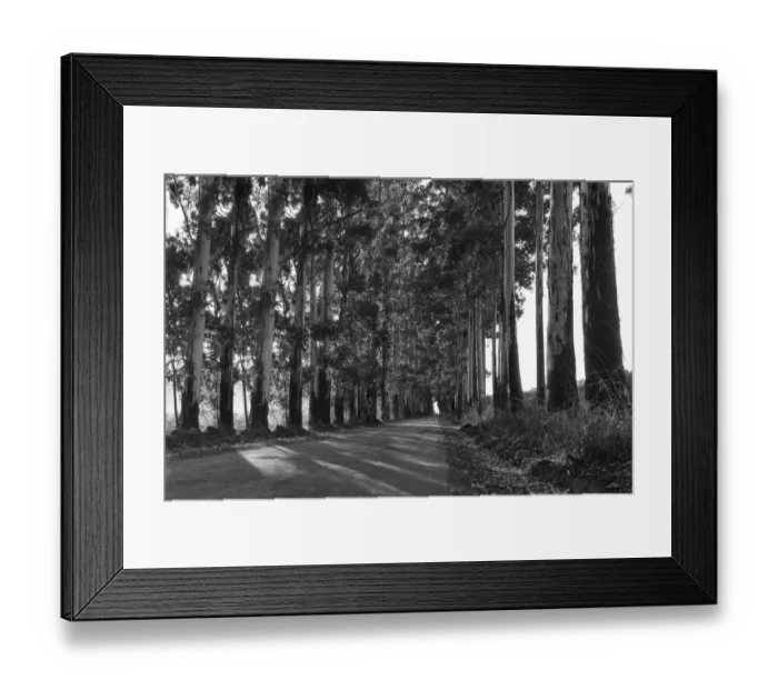 Framed Print : Narrow lane of eucalyptus trees with dust on a dirt road Framed Print : Narrow lane of eucalyptus trees with dust on a dirt road