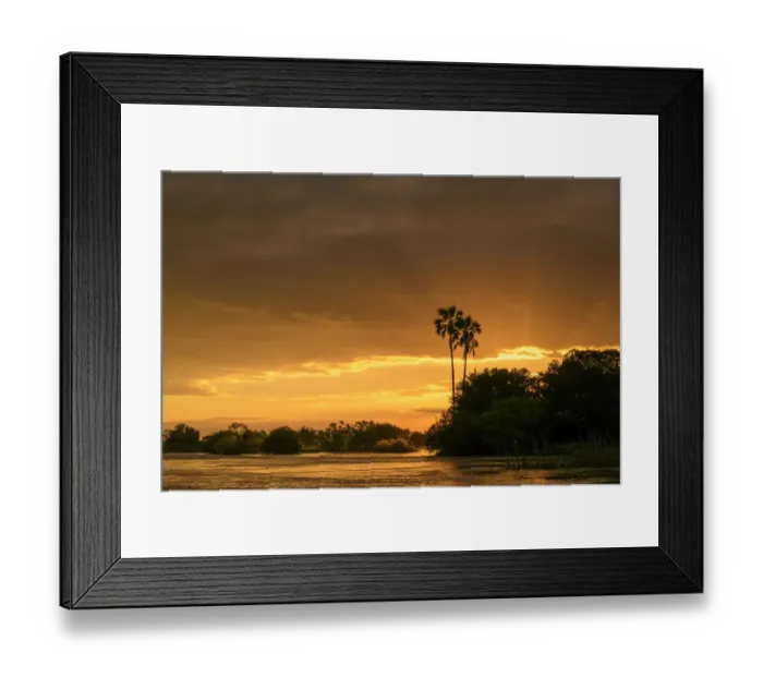 Framed Print : Zambezi River view at sunset with Lala palm (Hyphaene coriacea). Victoria Falls. Zambia Framed Print : Zambezi River view at sunset with Lala palm (Hyphaene coriacea). Victoria Falls. Zambia