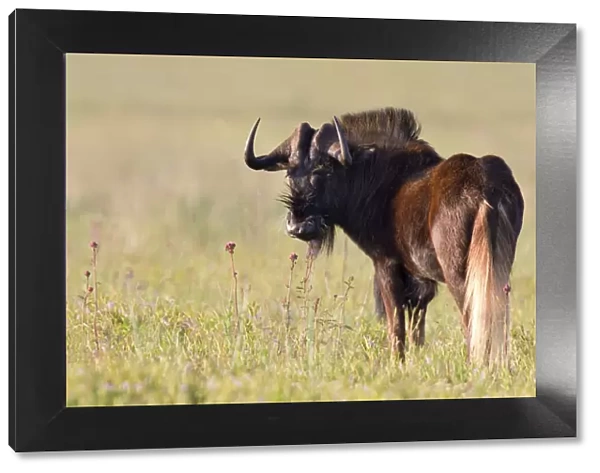 Black Wildebeest (Connochaetes gnou) stood in long grassland, South Africa