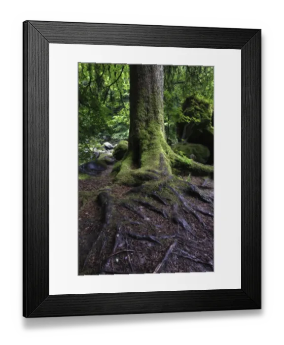 Framed Print : Wet tree trunk and green moss in a forest close-up Framed Print : Wet tree trunk and green moss in a forest close-up