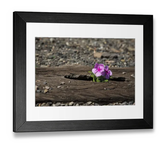 Framed Print : Old used railway tracks in and a small flower in colour Framed Print : Old used railway tracks in and a small flower in colour