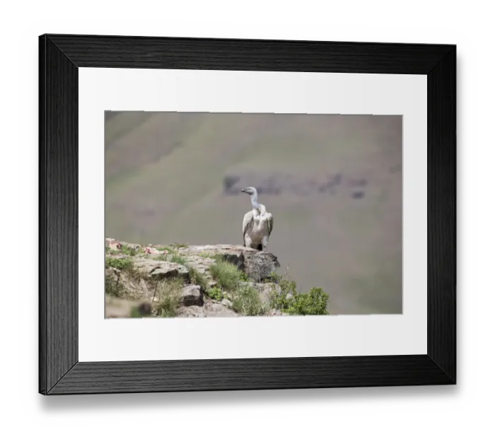 Framed Print : Vulture sit on rock in sun looking for food Framed Print : Vulture sit on rock in sun looking for food