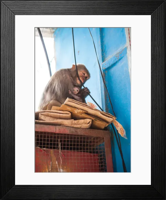 Framed Print : Animals, Kathmandu, Monkey Temple, Nepal, Places of interest, Unesco World Heritage Site Framed Print : Animals, Kathmandu, Monkey Temple, Nepal, Places of interest, Unesco World Heritage Site