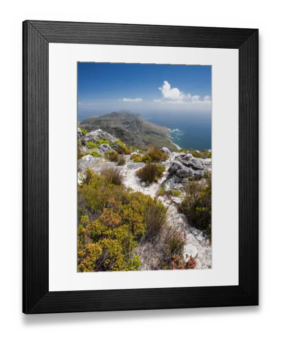 Framed Print : View from top of Table Mountain looking towards the Cape Peninsula showing Cape floral Fynbos and Restios. Table Mountain, Cape Town, Western Cape Province, South Africa Framed Print : View from top of Table Mountain looking towards the Cape Peninsula showing Cape floral Fynbos and Restios. Table Mountain, Cape Town, Western Cape Province, South Africa